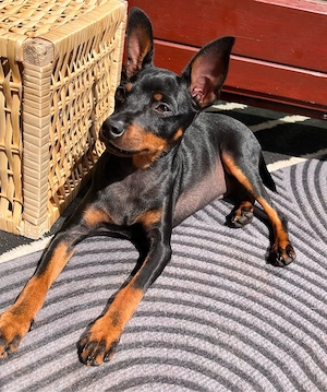 Zwergpinscher Hündin Welpe