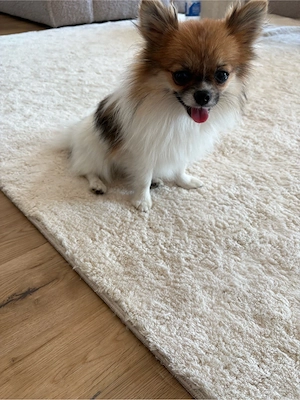 zwergspitz pomeranian 
