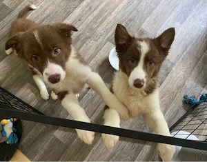 5 zauberhafte Border Collie Welpen suchen ihr neues Zuhause