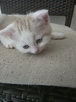 Kleiner bkh Heilige-Birma-Kater 