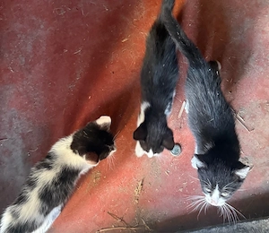 Katzenbabys Kitten zu verkaufen