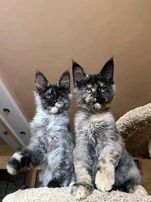      Wunderschöne Maine-Coon-Kätzchen suchen ein liebevolles Zuhause     