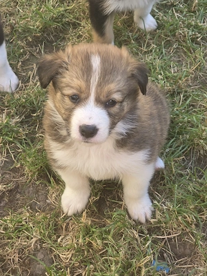 Border Collie Welpen Showlinie mit Stammbaum