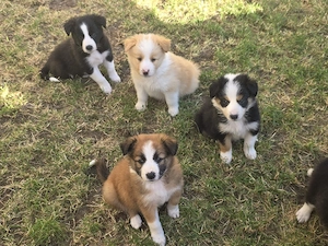 Border Collie Welpen Showlinie mit Stammbaum