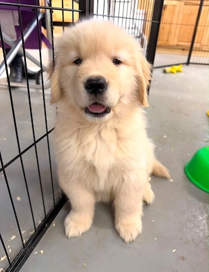 Traumhafte Golden Retriever Welpen!!