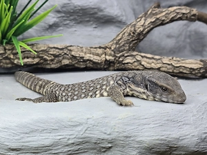 Varanus exanthematicus - Steppenwaran 
