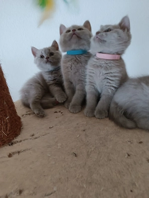 Nur noch ein Katerchen frei Halsband hellblau, Reinrassige Britisch Kurzhaar Kitten mit Papieren -St