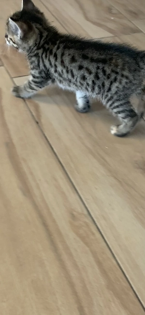 Bengal Bkh Mix Kätzchen kitten