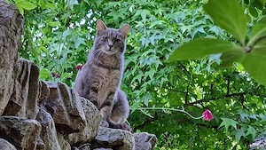 Europäische mix katze