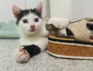 Katzenbabys
