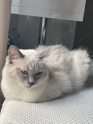 Ragdollmix Katze