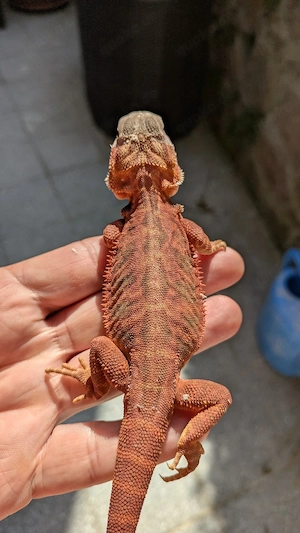0.1 Translucent Coral Leatherback Bartagame Pogona Vitticeps NZ26