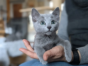 Russisch Blau Katerchen mit Stammbaum Abgabebereit