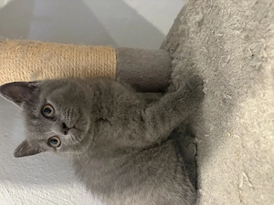 BKH Kitten, reinrassig