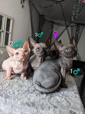 Canadian Sphynx Kitten 