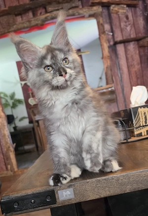 Maine Coon Nachwuchs mit Stammbaum, abgabebereit 