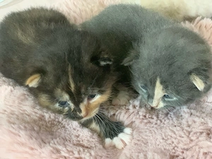 Maine Coon   Russisch blau Kitten Kätzchen
