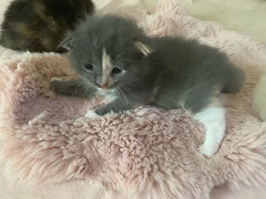 Maine Coon   Russisch blau Kitten Kätzchen