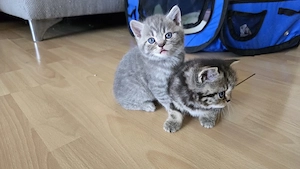 Britisch Kurzhaar Kitten 