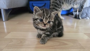 Britisch Kurzhaar Kitten 