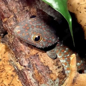 0.0.2 Gekko gecko, Tokeh, eigene Nachzucht April 2026