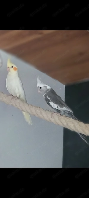 Nymphensittiche 2 Stück Zahm 