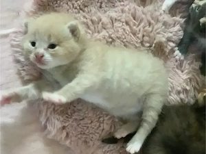 Maine Coon   Russisch blau Kitten Kätzchen