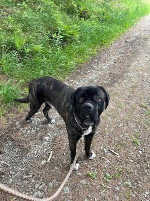 cane Corso 