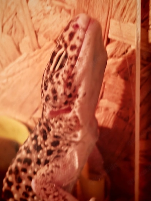 Leopardgecko Juni