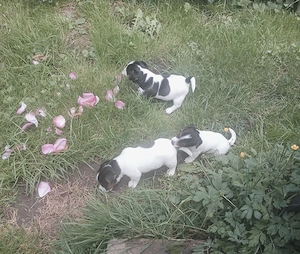 Jack Russel Terrier Welpen