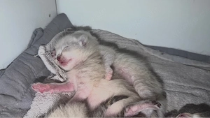 Süße bkh blh mix kitten