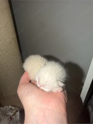 Süße bkh blh mix kitten