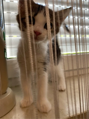 kätzchen Ragdoll mix weiblich 