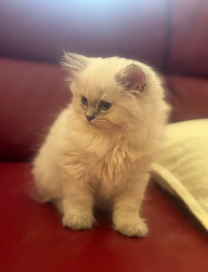 Wunderschöne BLH Kitten liebevoll aufgezogen   