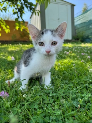 Baby Kater