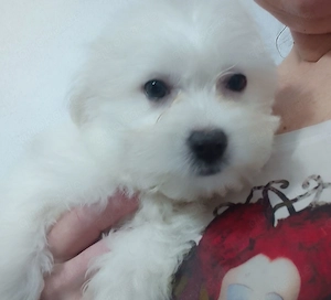 Maltipom Welpen Malteser Pomeranian 