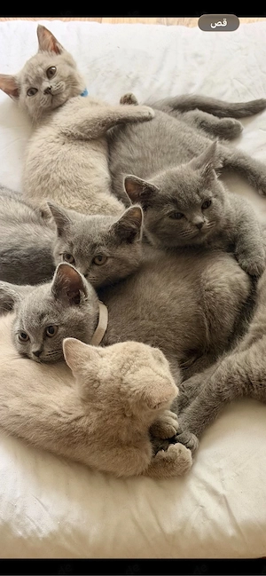 BKH Kitten