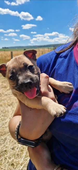 Miniatur bullterrier alternativ fr. Bulldogge welpen