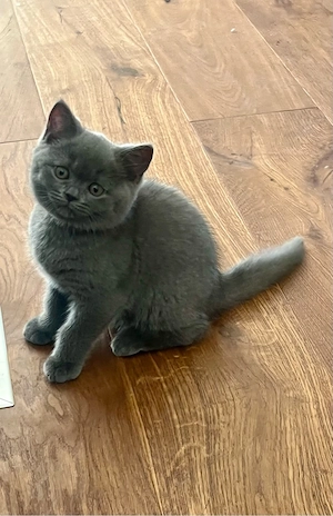 letztes Bkh Kitten (männlich) 