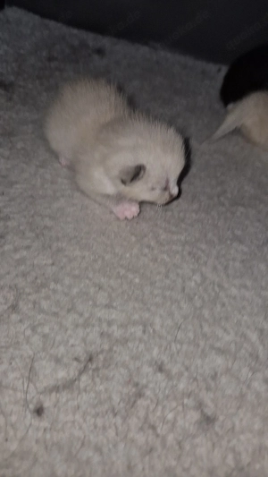 siam mix kitten