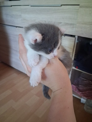 Main coon kitte zu verkaufen 
