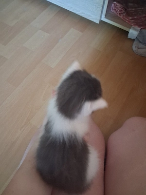 main coon  kitte sucht ein zuhause 