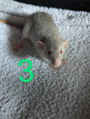 3 Ratten Weiblich 