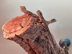 Zwergbartagame Pogona Henrylawsoni 