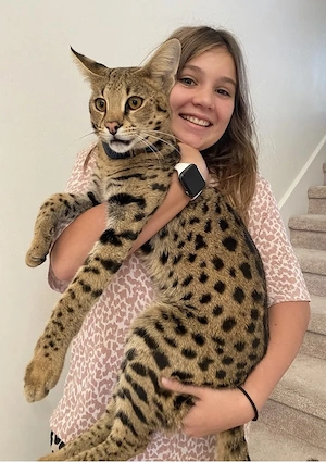 Serval Savannah Kitten suchen ab Mitte Juni die allerbesten Familien.
