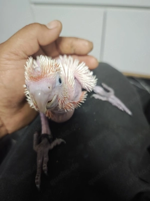 Inkakakadu Baby Handaufzucht 