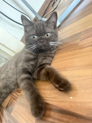 Ein kitten kater sucht liebevolle zuhause 