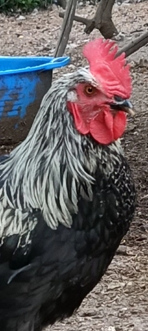 Junger Marans Hahn in Schwarz -Silber, Schokoleger, Reinrassig