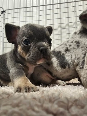 Französische Bulldoggen Welpen suchen ein liebevolles Zuhause