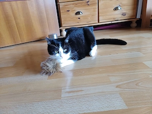 Schenken Kitten Kater ab Ende August ein liebevolles zu Hause als Zweitkatze 